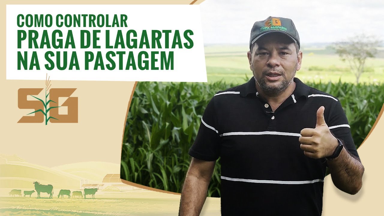 COMO CONTROLAR PRAGA DE LAGARTAS NA SUA PASTAGEM