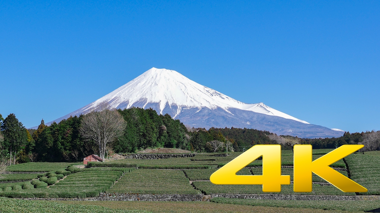 Obuchi Sasaba Tea Fields and Mount Fuji