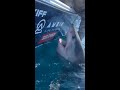 Great white shark lunges at veteran who tried to pet it