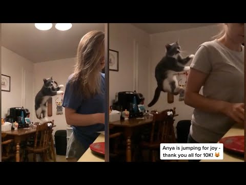 why does my cat jump on my shoulders  MEMES COMPILATION OF 2020 # 7