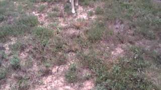 HTC Status Video Test