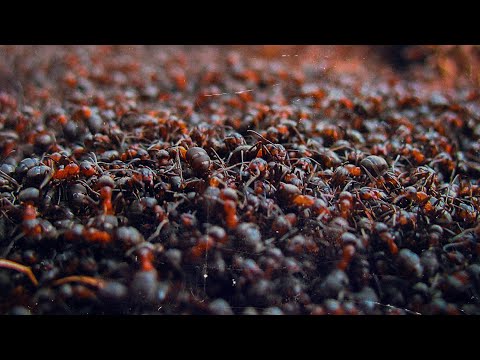 Denny Presston, Simagon (LOVEMIC) - Суета (2025)