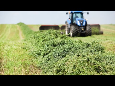 19 specii de leguminoase furajere