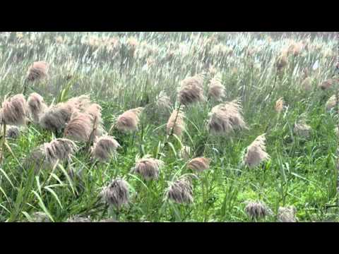 Helmuth Brandenburg (Germany) - Air For Two Guitars