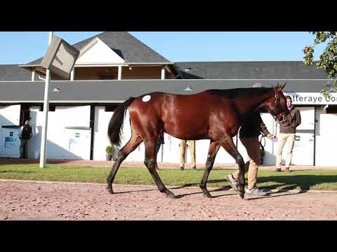 2021 October Yearling Sale - Lot 180 f. KODIAC x AMBERITA