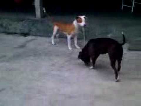 PIT BULL CABO DE GUERRA....KONAN x JACK