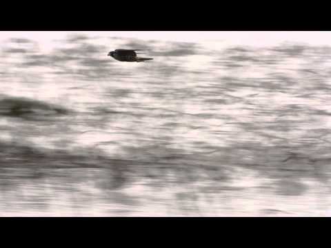 Peregrine Falcon Chasing Sandpipers at Arcata Marsh