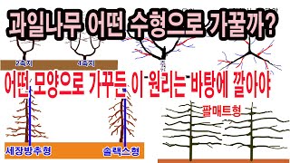 과일나무 어떤 모양으로 가꿀까? 어떤 수형으로 가꾸든 이 원리는 바탕에 두어야(과수 재배, 과일나무 가꾸기,…