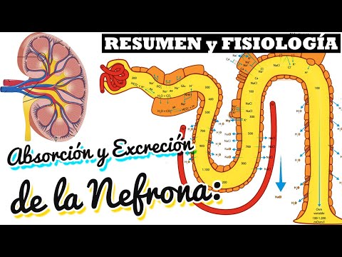 NEPHRON Absorption and Secretion PHYSIOLOGY