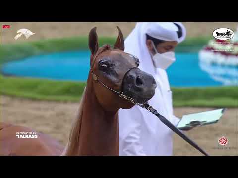 N.144 FARID AL HAMDAN - 9th Qatar National AHS for Individual Owners - Yearling Colt (Class 4B).mp4