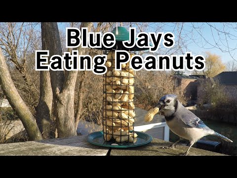 Blue Jays Eating Peanuts