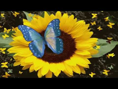 Ah Sunflower (William Blake)