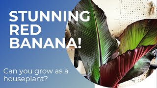 Musa Ensete Ventricosum Maurelii Care Guide and Species Spotlight - Red Banana ~ Abyssinian Banana