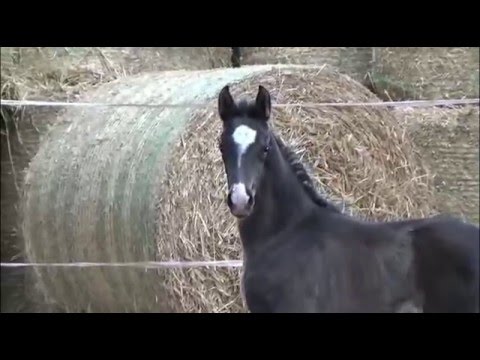 SOLD !!! *****  Stutfohlen v. Finest - St. Moritz - Wolkenstein II