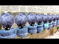 Growing Queen Cabbage At Home Dark Cabbage Specialty Cabbage