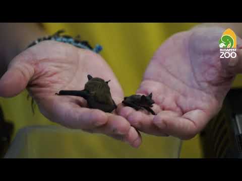 Mentett denevérek nevelése