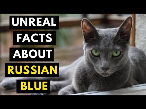 Russian Blue Cat 101 - 16 Fun Facts About Russian Blue Cat