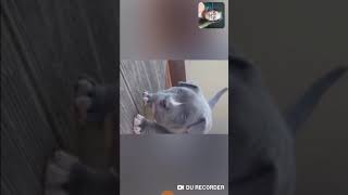 Реакцыя на смешные видео про животных🐱🐱🐱
