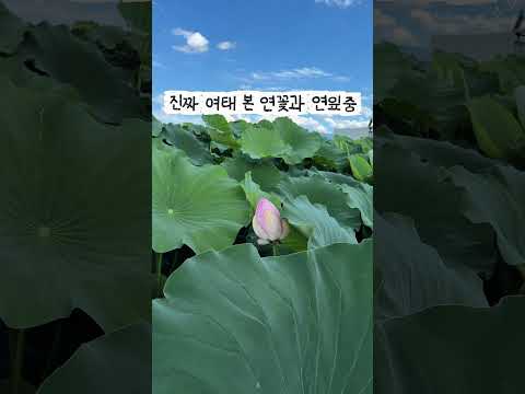 고령 연꽃 호촌늪생태공원 #고령군SNS기자단 김미선