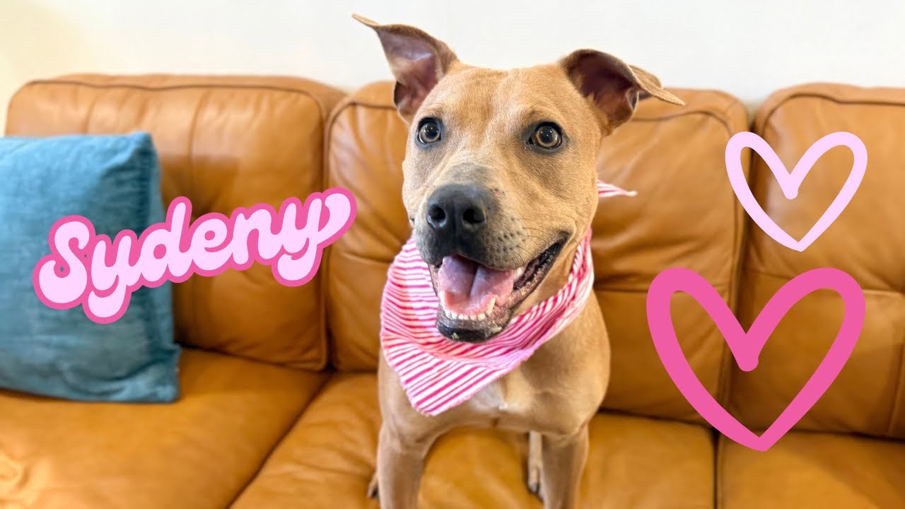 Sydney So Loving , a Adoptable mixed breed in Brattleboro, VT video 6/6