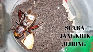 Download lagu SUARA JANGKRIK SLIRING/JLIRING BIKIN HATI TENANG PADA MALAM HARI _ Battlesurvival official. mp3