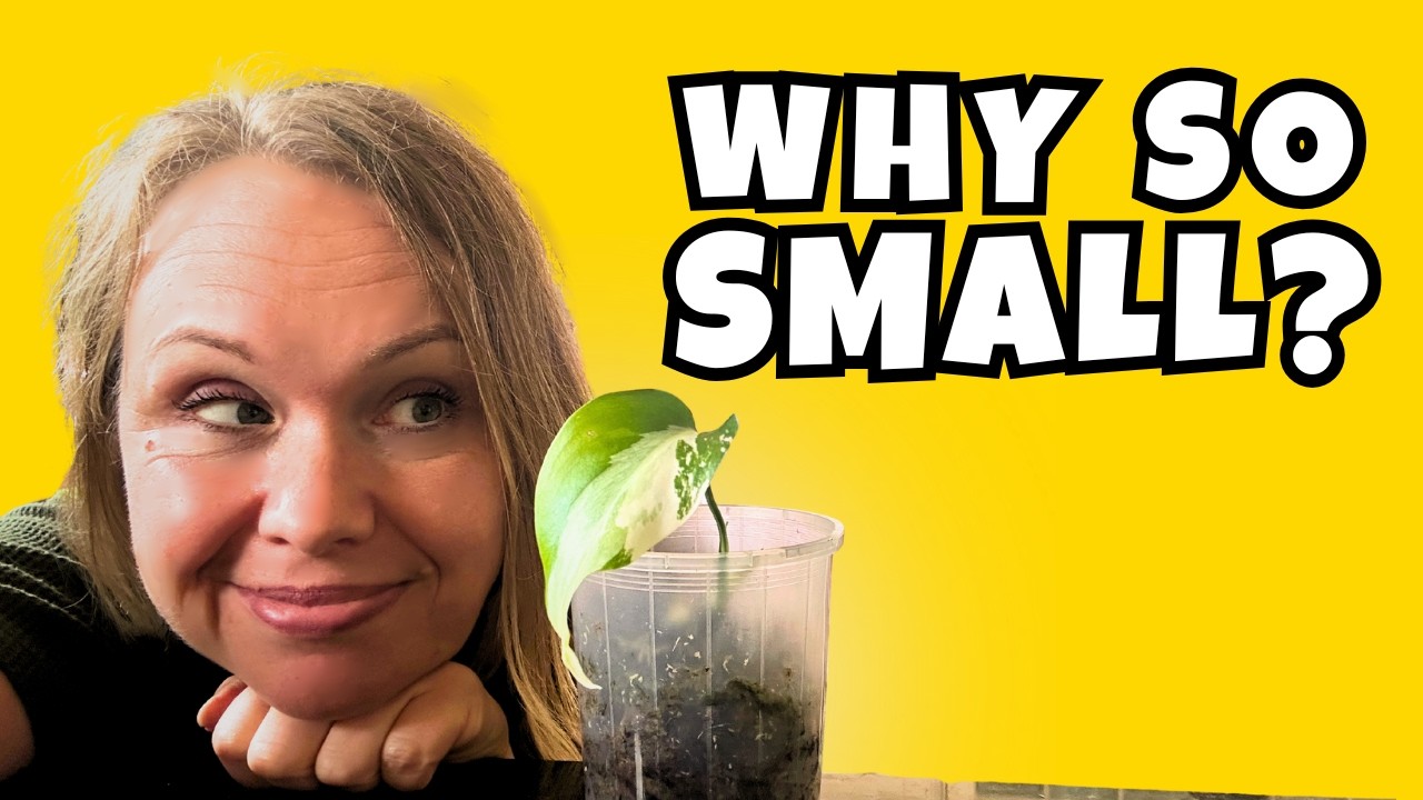 Your Plant's First New Leaf Is Smaller? Here's Why