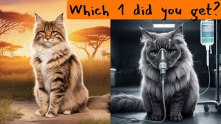 Maine Coon Health Facts That Will Surprise You