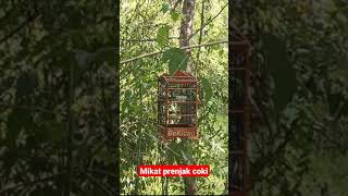 Download lagu mikat burung prenjak coki #Shorts mp3