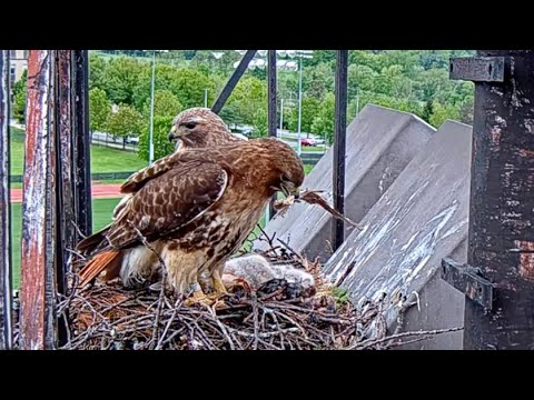 Arthur And Big Red Deliver Food And Nest Materials To Cornell Hawks Nest – May 20, 2025
