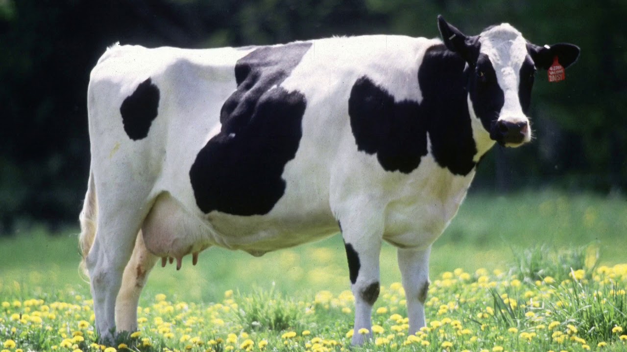 Cow Images