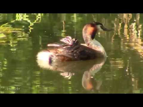 Redlounge Orchestra  - `` Liquid Cool ``