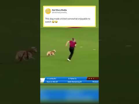 Puppy just wanted the ball 😂