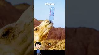 Download lagu Unta, Tangki Air Hidup di Padang Pasir! 🐪💧 #faktaunik #reelsvideo #faktamenarik mp3