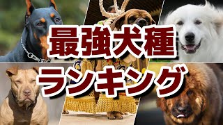 世界 一 凶暴 な 犬 Watch Hd Mp4 Videos Download Free 世界 一 凶暴 な 犬 Watch Hd Mp4 Videos Download Free