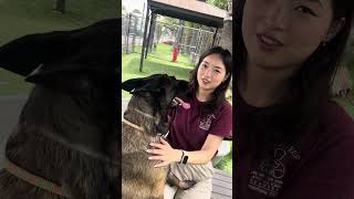 Video preview image #1 Mutt Puppy For Sale in Pasadena, CA, USA