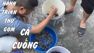 HÀNH TRÌNH THU GOM CÀ CUỐNG TẠI TRẠI | LH : 091.3355.769