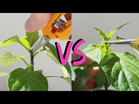 Topping vs Fimming - How to prune and shape plants