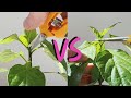Topping vs Fimming - How to prune and shape plants