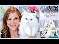 Trend Holiday Gift Guide for Cats and Cat Lovers , Video cat presents for cat lovers paling update!