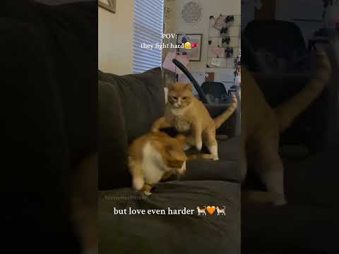 Part 40 #funny #cat#SatisfyingVide