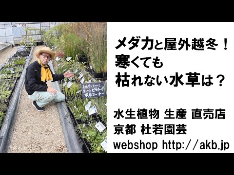 園芸 池の植物の越冬