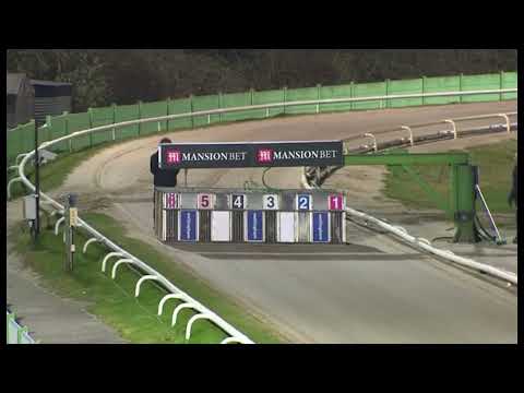 BGBF Signet Otis - BGBF British Breeders Stakes   Final