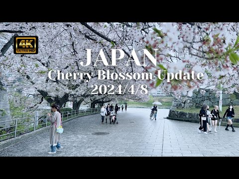 2024 Cherry Blossom Japan Travel Guide: Insider Tips & Updates (4/8) 🌸✈️