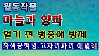 [텃밭농부. 1298]  월동작물 마늘과 양파. 땅이 얼기 전에 병충해 방제 #마늘재배 #양파재배 #고자리파…