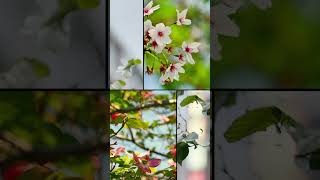 今まで撮影した花たちを集めました