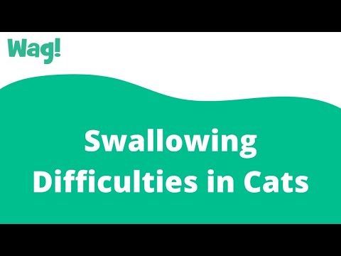 Swallowing Difficulties in Cats | Wag!