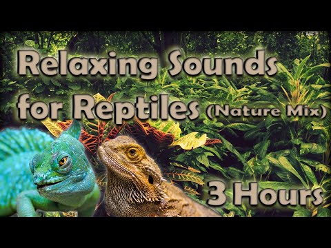 Relaxing Sounds for Reptiles (3 HOURS) Soothing Nature Mix