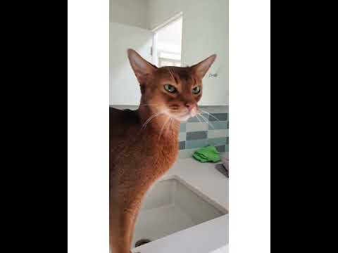 Crystal the Pet Nanny. LLC video.