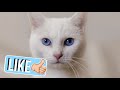 Tu Gato Blanco Podría Ser Sordo y No Lo Sabes - Todo Sobre La Sordera en Gatos ? SiamCatChannel