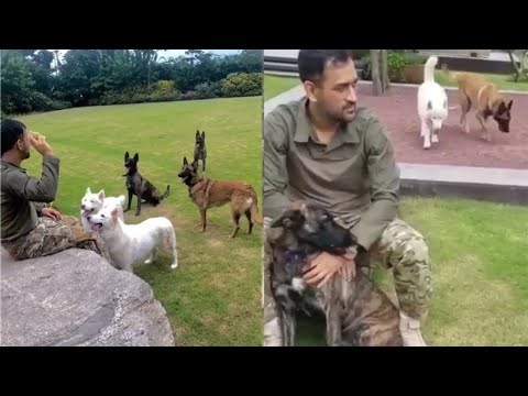 MAHENDRA SINGH DHONI UNCONDITIONAL LOVE FOR HIS PET DOGS | MS DHONI | MS DHONI PET DOG COLLECTION